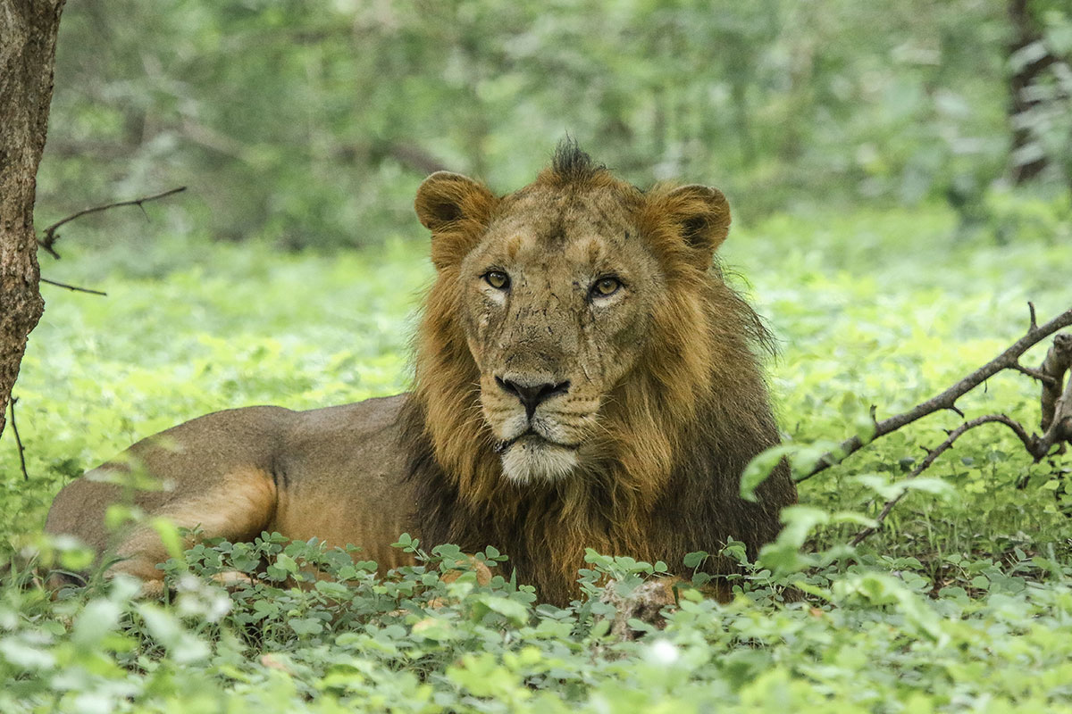 Plan Gir National Park Safari Booking For Best  Wildlife Viewing